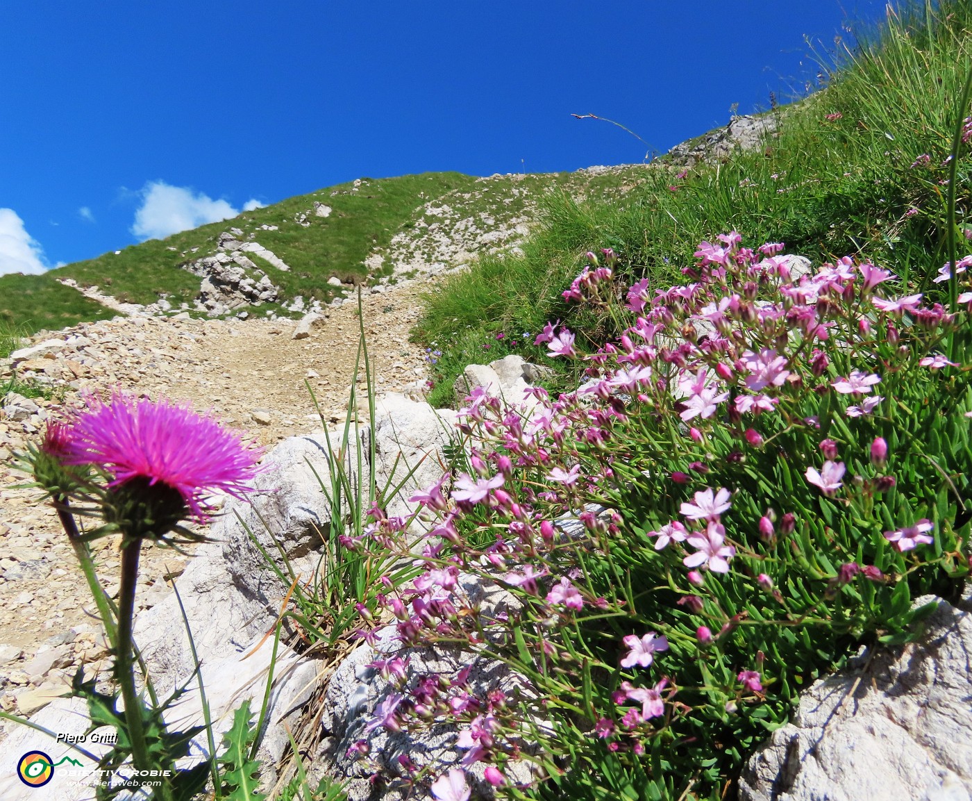 22 Silene acaulis (Silene a cuscinetto).JPG